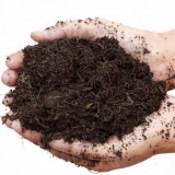 Sadnice patlidžana loše rastu: šta učiniti